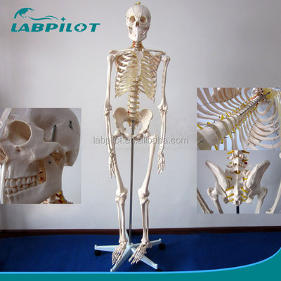 180 cm groß, lebensgroßes menschliches Anatomie-Modell, ideal für medizinische Lehre und Ausbildung