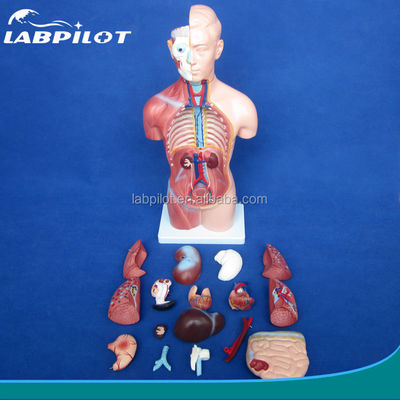 42cm Sexloser Torso-Modell mit 18 Teilen und detailliertem Torso-Anatomie-Modell