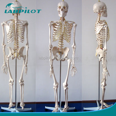 180 cm groß, lebensgroßes menschliches Anatomie-Modell, ideal für medizinische Lehre und Ausbildung