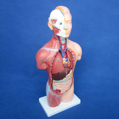 42cm Sexloser Torso-Modell mit 18 Teilen und detailliertem Torso-Anatomie-Modell