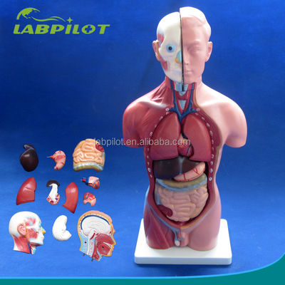 Anatomische Demonstration 42cm Männlicher Torso mit inneren Organen 13 Teile Anatomisches Modell