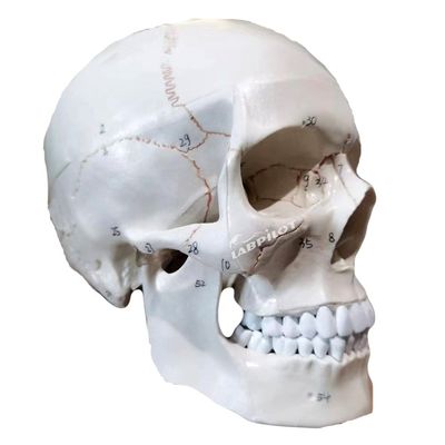 Bildungsmodelle Menschliche lebensgroße Schädel Anatomisches Modell für den medizinischen Unterricht