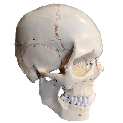 Bildungsmodelle Menschliche lebensgroße Schädel Anatomisches Modell für den medizinischen Unterricht