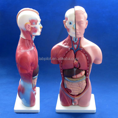 Anatomische Demonstration 42cm Männlicher Torso mit inneren Organen 13 Teile Anatomisches Modell