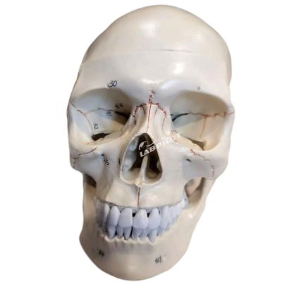 Bildungsmodelle Menschliche lebensgroße Schädel Anatomisches Modell für den medizinischen Unterricht