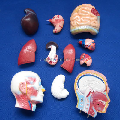 Anatomische Demonstration 42cm Männlicher Torso mit inneren Organen 13 Teile Anatomisches Modell
