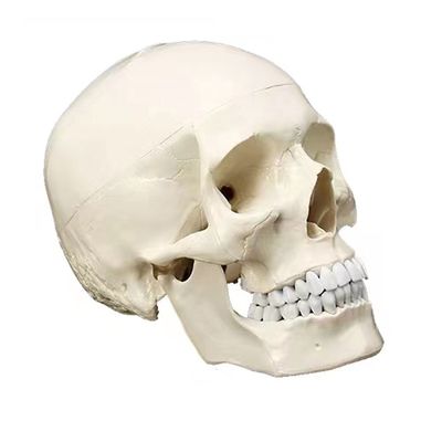 Deluxe Naturgröße menschliche Anatomie Lehrmittel lebhaftes Skelettmodell für Anatomie-Studium
