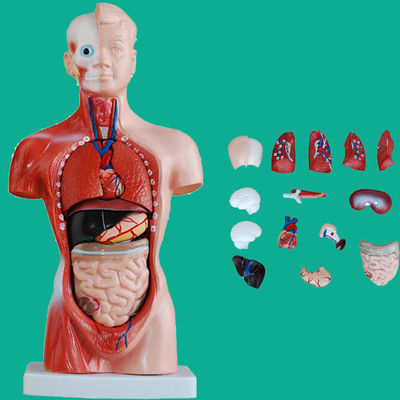 15 Teile Anatomie Rumpfmodell für das Verständnis des menschlichen Körpers