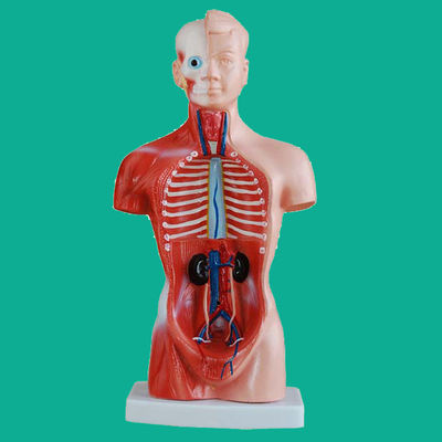 15 Teile Anatomie Rumpfmodell für das Verständnis des menschlichen Körpers