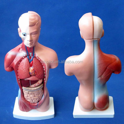15 Teile Anatomie Rumpfmodell für das Verständnis des menschlichen Körpers
