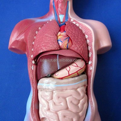 15 Teile Anatomie Rumpfmodell für das Verständnis des menschlichen Körpers
