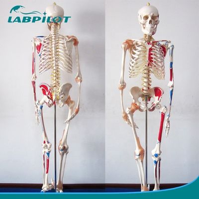 Medizinisches Bildungsmodell 180 cm groß Farbiges Skelett mit Muskeln und Bändern
