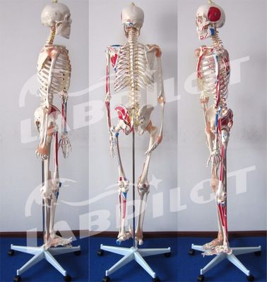 Medizinisches Bildungsmodell 180 cm groß Farbiges Skelett mit Muskeln und Bändern