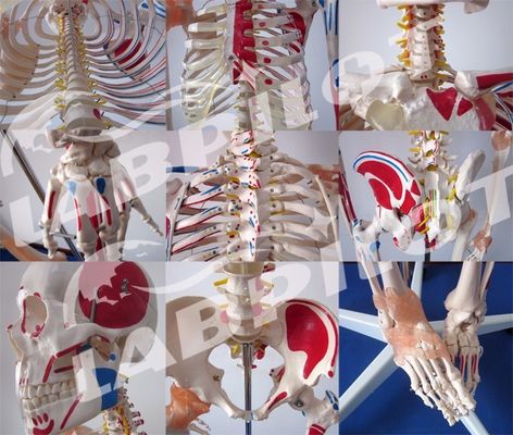 Medizinisches Bildungsmodell 180 cm groß Farbiges Skelett mit Muskeln und Bändern