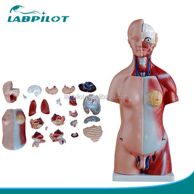 Anatomische Demonstration 23 Teile Rumpfmodell mit inneren Organen Funktion Leber