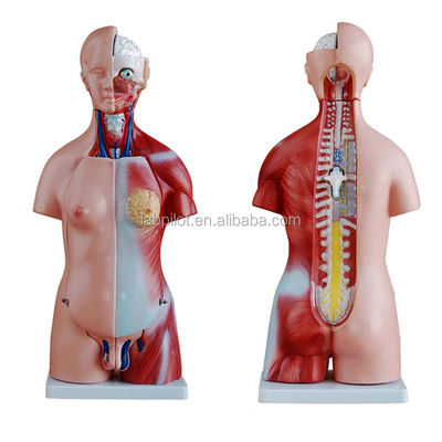 Anatomische Demonstration 23 Teile Rumpfmodell mit inneren Organen Funktion Leber
