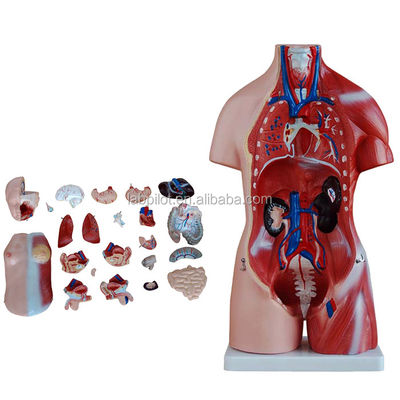 Anatomische Demonstration 23 Teile Rumpfmodell mit inneren Organen Funktion Leber