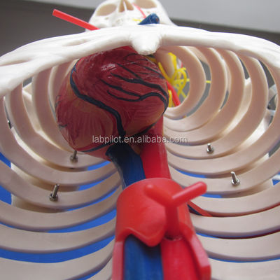 Medizinische Wissenschaft PVC-Modell mit Nerven und Blutgefäßen
