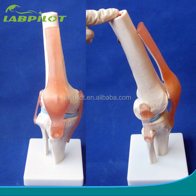 Modell für die medizinische Ausbildung des menschlichen Anatomischen Kniegelenks Realistisches und detailliertes Design