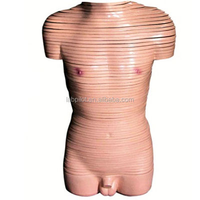 Anatomische Demonstration Männlicher Torso Querschnittsmodell Menschliche anatomische Modelle