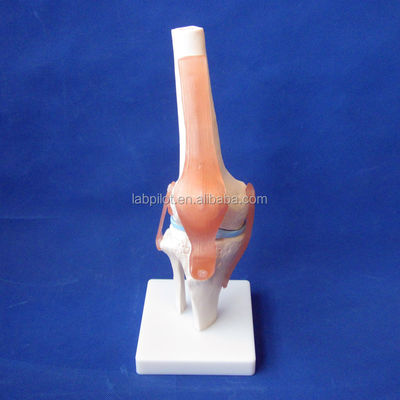Modell für die medizinische Ausbildung des menschlichen Anatomischen Kniegelenks Realistisches und detailliertes Design
