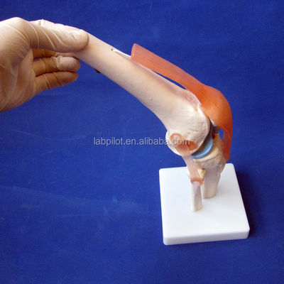 Modell für die medizinische Ausbildung des menschlichen Anatomischen Kniegelenks Realistisches und detailliertes Design