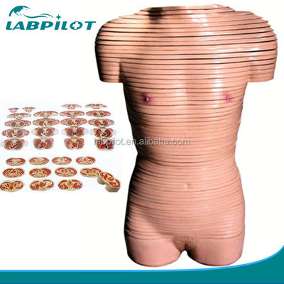 Anatomie-Modell für den weiblichen Torso, Lebensgröße, für Schulen empfohlen