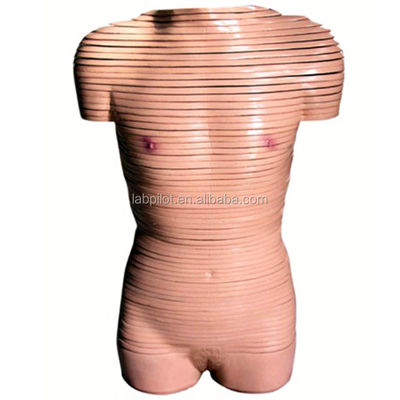 Anatomie-Modell für den weiblichen Torso, Lebensgröße, für Schulen empfohlen