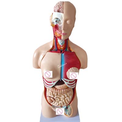 85CM Unisex Torso Mannequin Innere Organe Anatomie Modell Menschlicher Torso Modelle Kategorie