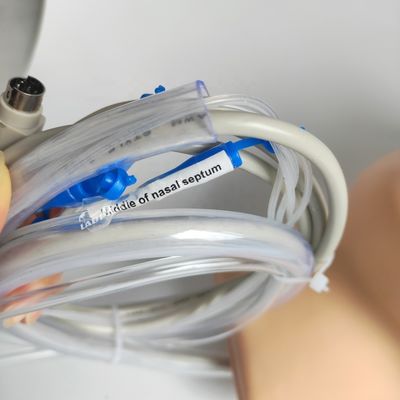 Vivid Kopf und Nacken Modell Nasenblutungs Simulator für Patienten Pflege Demonstration