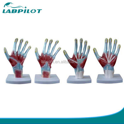 Artikel Anatomie der Handfläche Modelle menschliche Lebensgröße Handmodell für medizinische Trainingsinstrumente