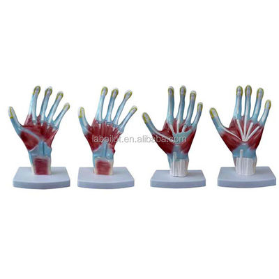 Artikel Anatomie der Handfläche Modelle menschliche Lebensgröße Handmodell für medizinische Trainingsinstrumente