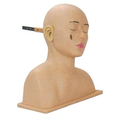 Otorhoryngologie-Modell für eine fortgeschrittene PVC-Human Head and Ear Simulator Training