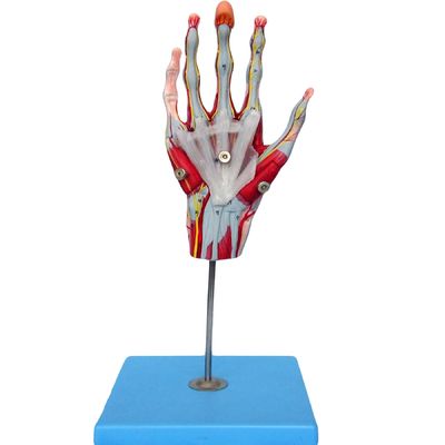 Muskeln der Hand Gefäße und Nerven Anatomisches Handmodell zur Anzeige der Handanatomie