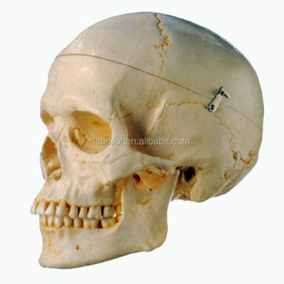 Anatomisches Demonstrationsmodell für die medizinische Forschung