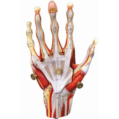 Muskeln der Hand Gefäße und Nerven Anatomisches Handmodell zur Anzeige der Handanatomie