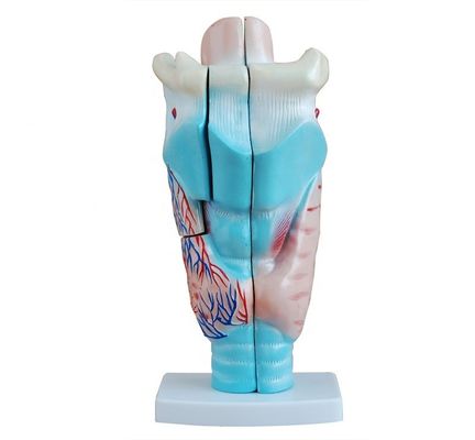 Medizinisches Larynx-Anatomie-Lehrmodell Menschliche Kehle-Modell für anatomische Demonstration