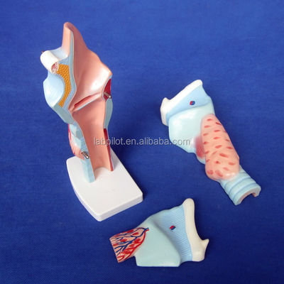 Medizinisches Larynx-Anatomie-Lehrmodell Menschliche Kehle-Modell für anatomische Demonstration