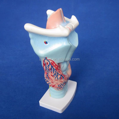 Medizinisches Larynx-Anatomie-Lehrmodell Menschliche Kehle-Modell für anatomische Demonstration
