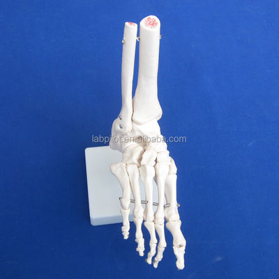 Menschliche anatomische Modelle lebensgroßes Fußgelenkmodell mit Bänder und Knochen des Skeletts