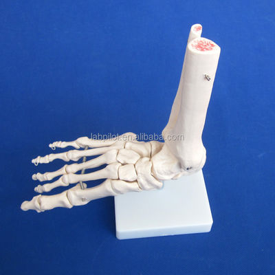 Menschliche anatomische Modelle lebensgroßes Fußgelenkmodell mit Bänder und Knochen des Skeletts