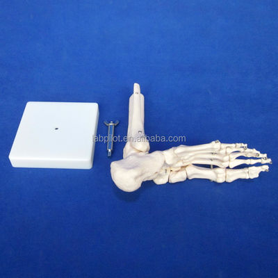 Menschliche anatomische Modelle lebensgroßes Fußgelenkmodell mit Bänder und Knochen des Skeletts