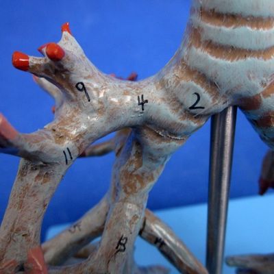 Lebhafter anatomischer Bronchialbaum Modell 26 Positionen Markierte Trachea Anatomie für die Medizinische Wissenschaft