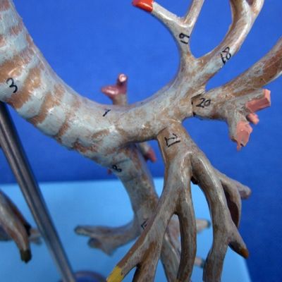 Lebhafter anatomischer Bronchialbaum Modell 26 Positionen Markierte Trachea Anatomie für die Medizinische Wissenschaft