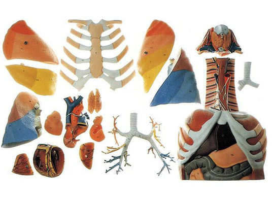 Medizinische Wissenschaft Anatomisches Demonstrationsmodell der menschlichen Brusthöhle und der Brustorgane