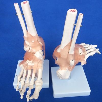 Detaillierte menschliche Gelenkkknochenmodelle für die Bildung Schulter Ellenbogen Hüfte Knie Hand und Foo