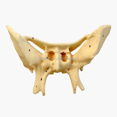 Amplifizierter Alarknochen Sphenoidknochen Detaillierte Anatomie Strukturen Modell für medizinische Studien