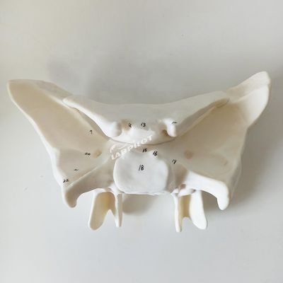 Amplifizierter Alarknochen Sphenoidknochen Detaillierte Anatomie Strukturen Modell für medizinische Studien