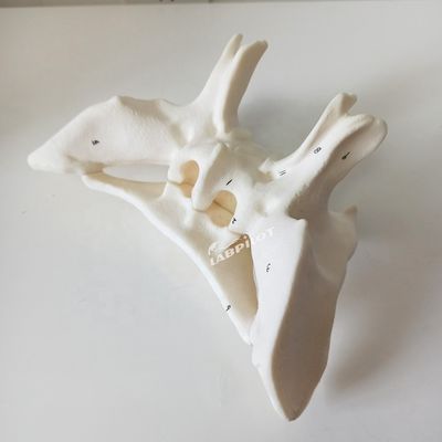 Amplifizierter Alarknochen Sphenoidknochen Detaillierte Anatomie Strukturen Modell für medizinische Studien