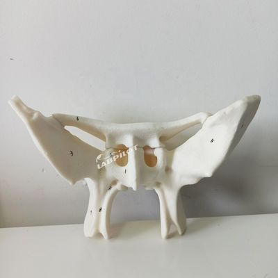 Amplifizierter Alarknochen Sphenoidknochen Detaillierte Anatomie Strukturen Modell für medizinische Studien